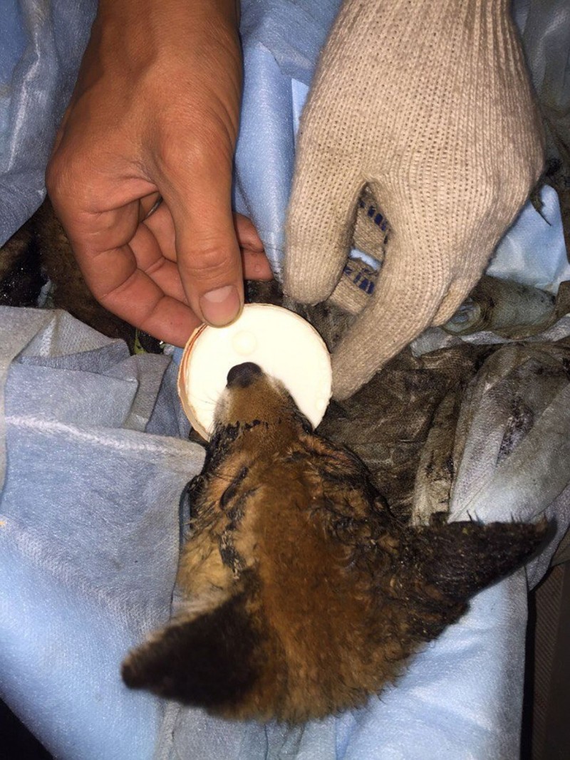Житель Екатеринбурга спас лисенка, упавшего в гудрон