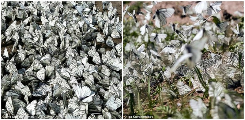Эффект бабочки по-сибирски: тысячи насекомых заполонили города Сибири