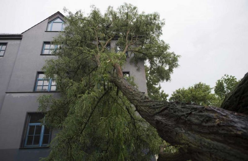 Повалившееся дерево в Германии 
