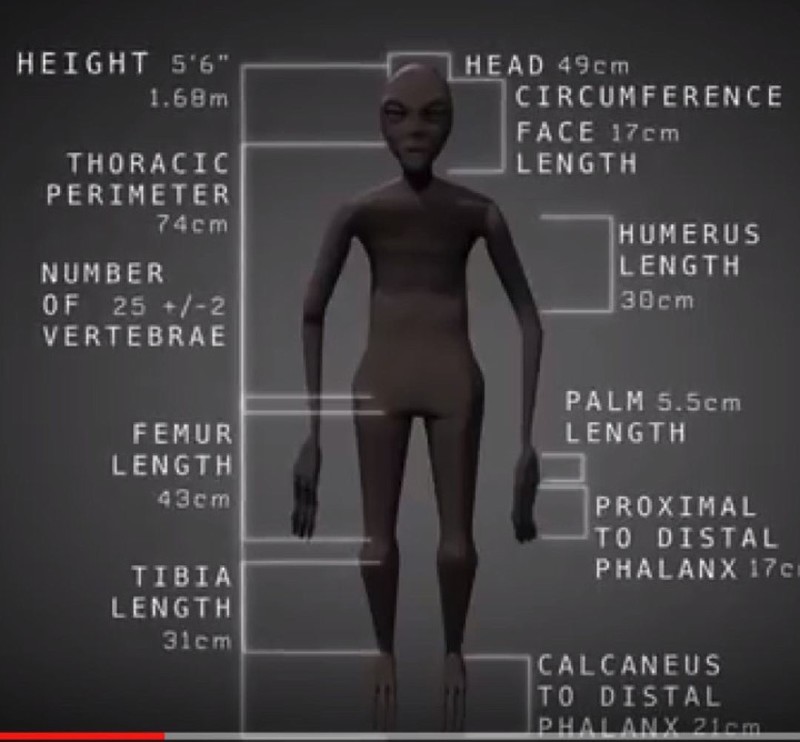 Пропорции тела мумии