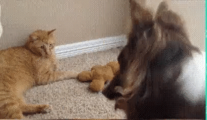 Лапы прочь!