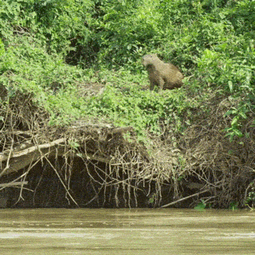 Ушел от погони