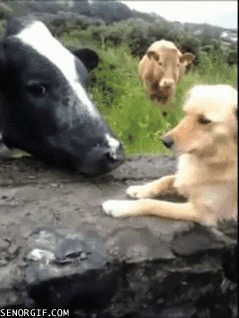 Корова тролит 