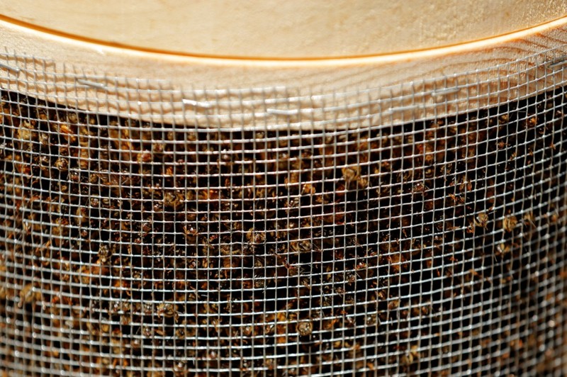 Это неправильные пчелы: Десятки тысяч пчел захватили небоскреб на Таймс-сквер