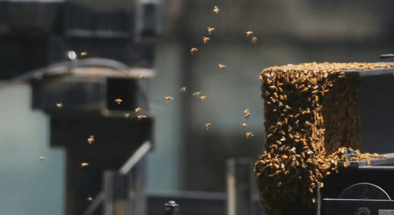 Это неправильные пчелы: Десятки тысяч пчел захватили небоскреб на Таймс-сквер