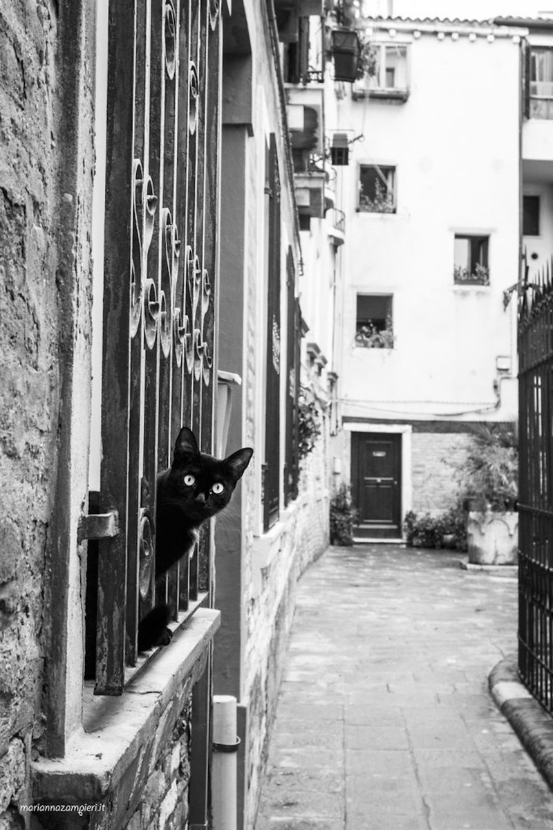 Прекрасные коты Венеции