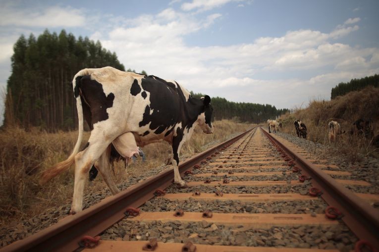 5. Почему коровы любят пастись на железнодорожной насыпи?