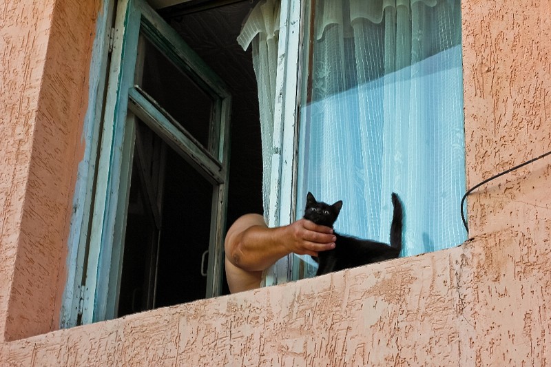 сосед демонстрирует нового кота