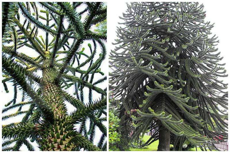 Араукария чилийская деревья, невероятное, природа, удивительное, флора