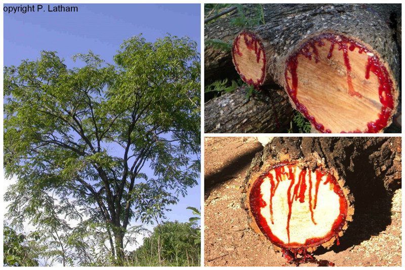 Кровавое дерево (Pterocarpus angolensis) - спиленное дерево начинает выделять красный сок и ветка становится похожа на ногу какого-то гигантского животного, истекающего кровью