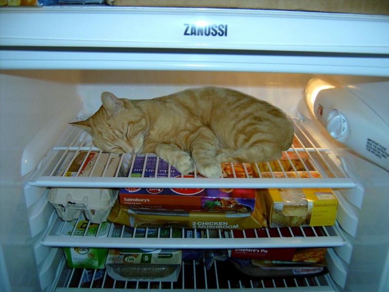 Что там в холодильничке