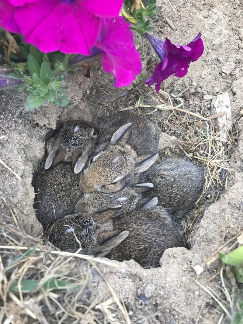 Норка кроликов в саду 