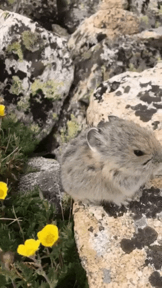 Цветы для любимой Цветы для любимой