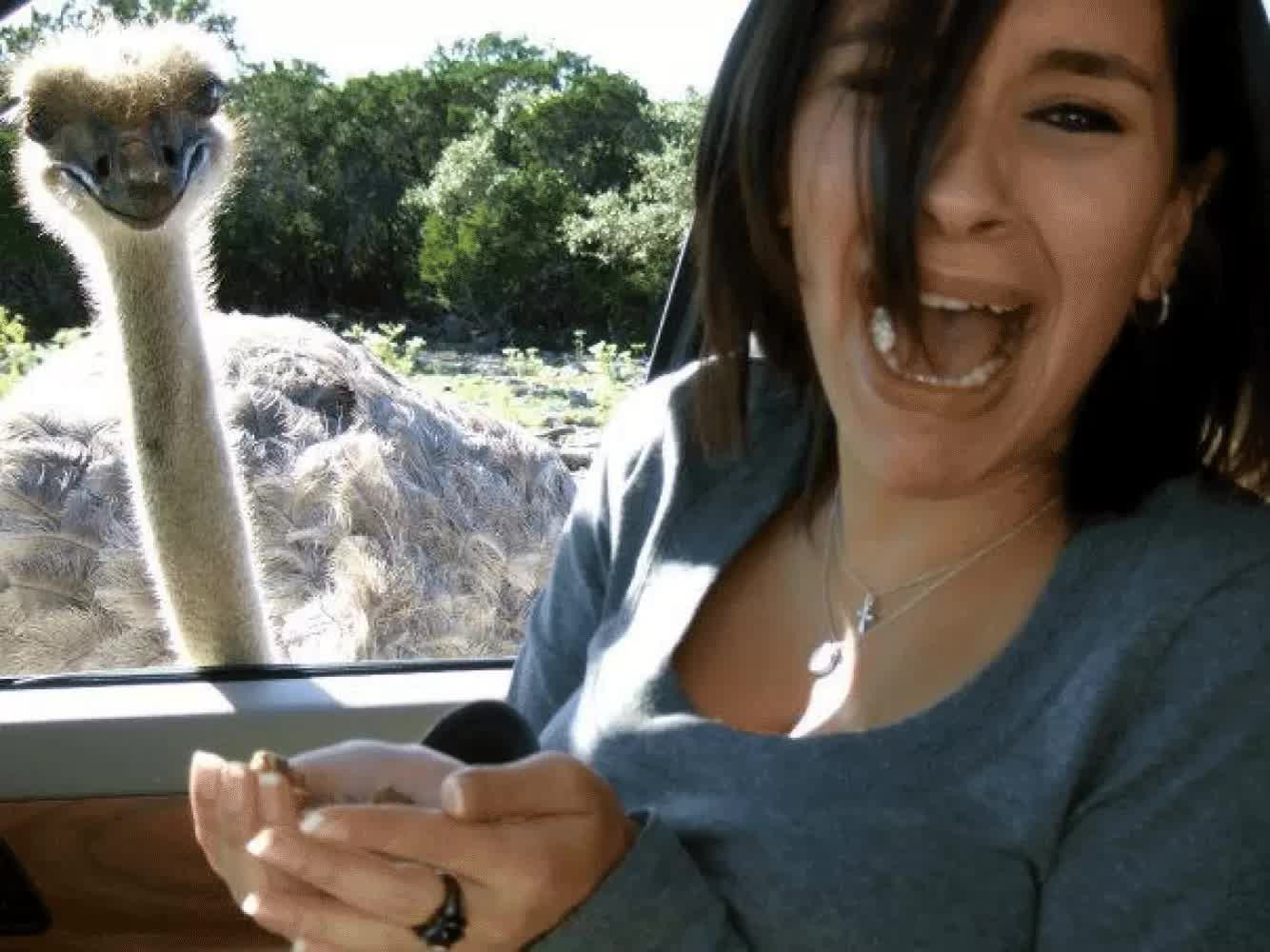 Смешное видео про девушек. Смешные ситуации. Страшный страус. Смешные люди и животные. Приколы девушки и животные.