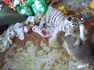 Игры семейства кошачьих