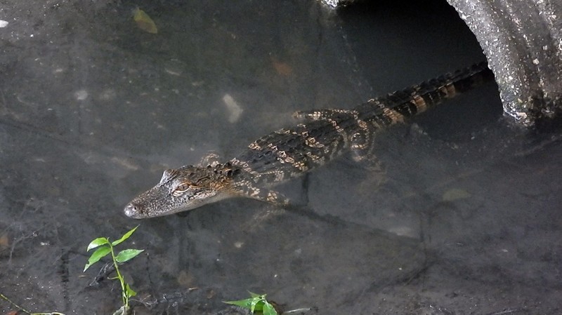 Крокодилы и канализация