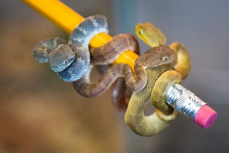 Змейки на карандаше 
