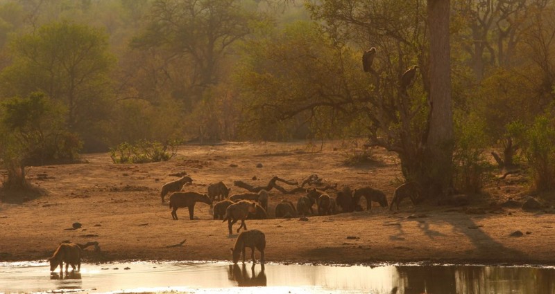 Гиены в Национальном парке Крюгера.  Рассвет – лучшее время для наблюдения за дикими животными в Африке.
