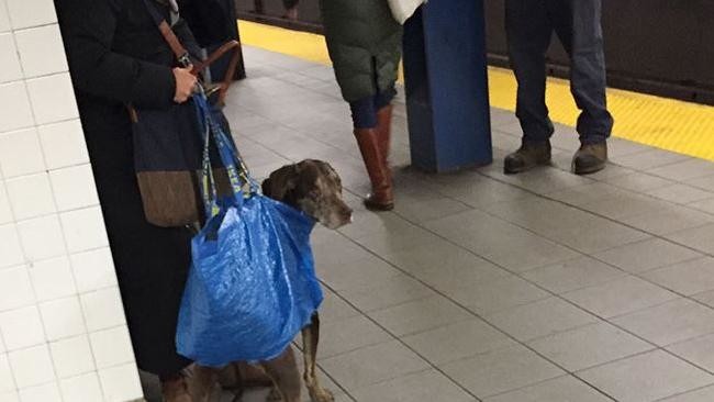 Дама сдавала в багаж, или Dogs friendly набирает обороты
