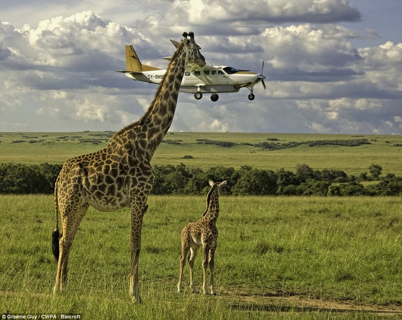 Жираф, решивший съесть самолет