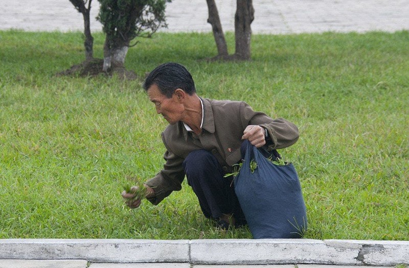 Сбор травы на еду в Северной Корее