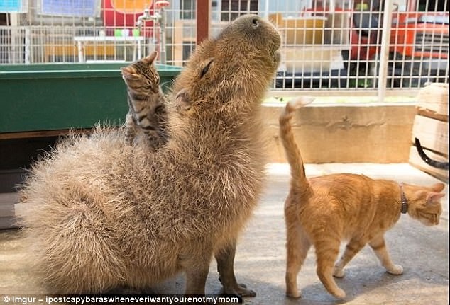 A ORIGEM DO TERMO CAPIVARA  Капибара, Котята, Забавные зверюшки