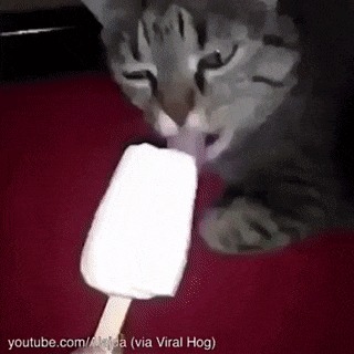 Котики зависают от мороженки )