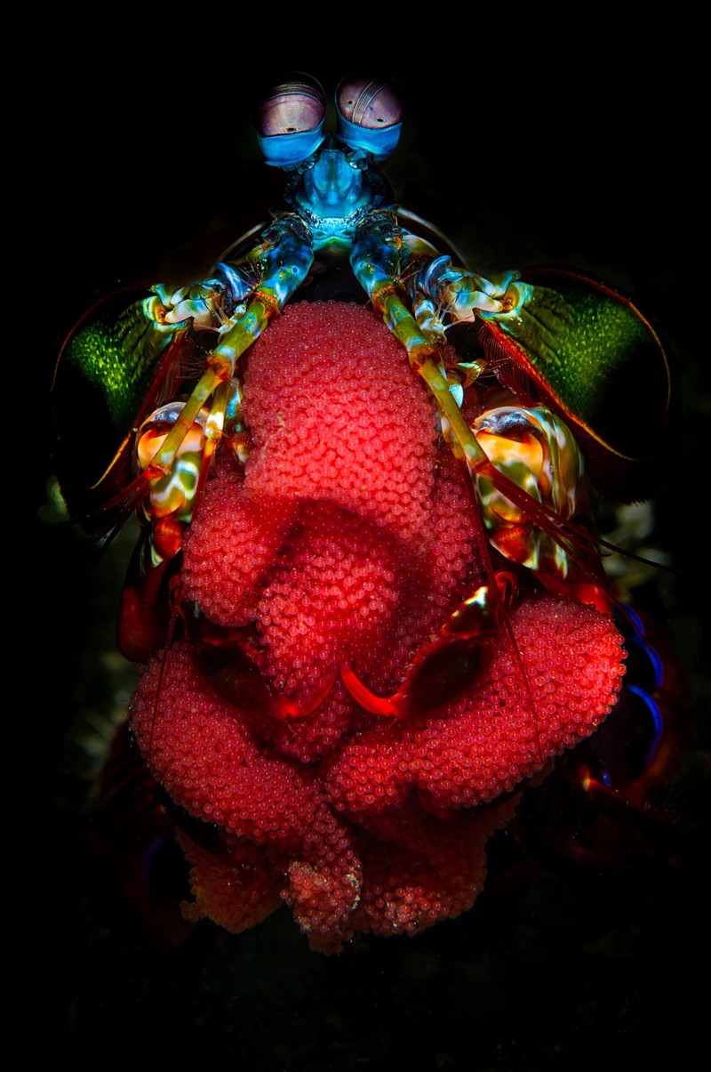 Победитель в категории «Подводная жизнь»: Mantis Mom Фото: Filippo Borghi