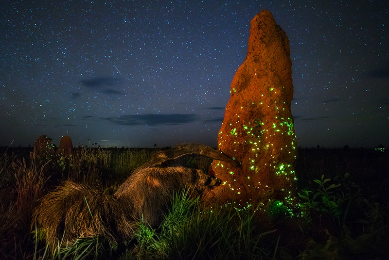 Победитель в категории «Дикий мир»: Ecosystem Фото: Marcio Cabral