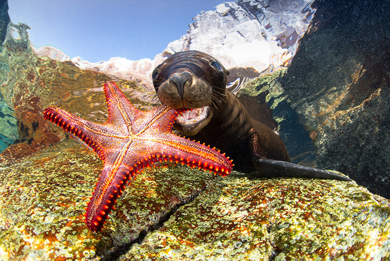 Финалист категории «Подводная жизнь»: Sealion with Starfish Фото: Francis Perez