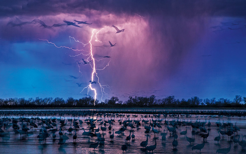 Финалист категории «Жизнь пернатых»: Sand Hill Cranes and Lightning Фото: Randy Olson