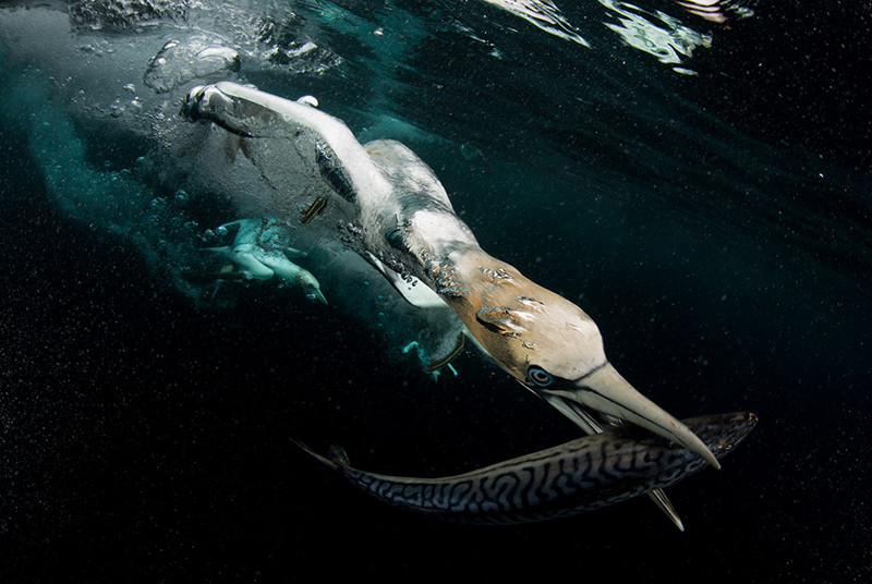 Финалист категории «Жизнь пернатых»: Diving Фото: Felipe Foncueva
