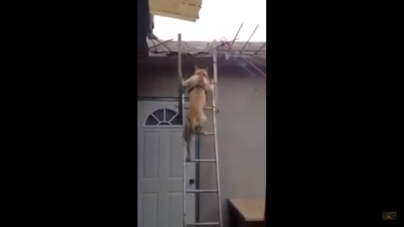 Собака спустилась с крыши по лестнице 