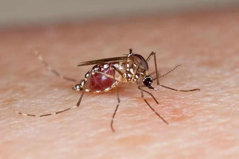 10. Уничтожение малярийных комаров 