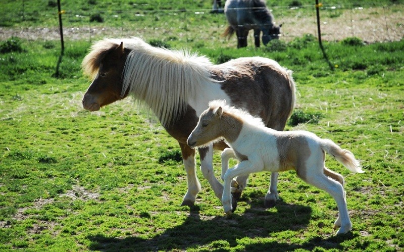 Миниатюрные лошади породы фалабелла