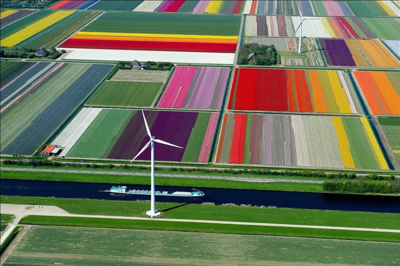 Тюльпановые поля в Нидерландах 
