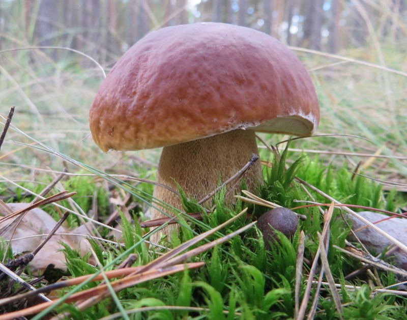 Красивый гриб