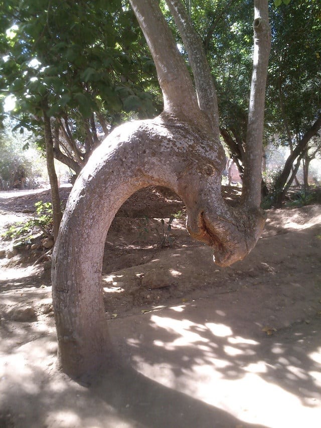  Это дерево когда-то было драконом животные, обман зрения, подборка, показалось, прикол, удачный кадр, фото, юмор