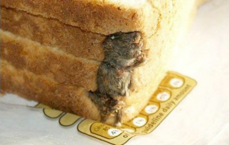 В Японии отозвали более 100 тыс упаковок хлеба после обнаружения в нем частей тушки крысы