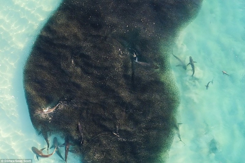 К беззаботным школьникам под водой подплыли 4 сотни акул