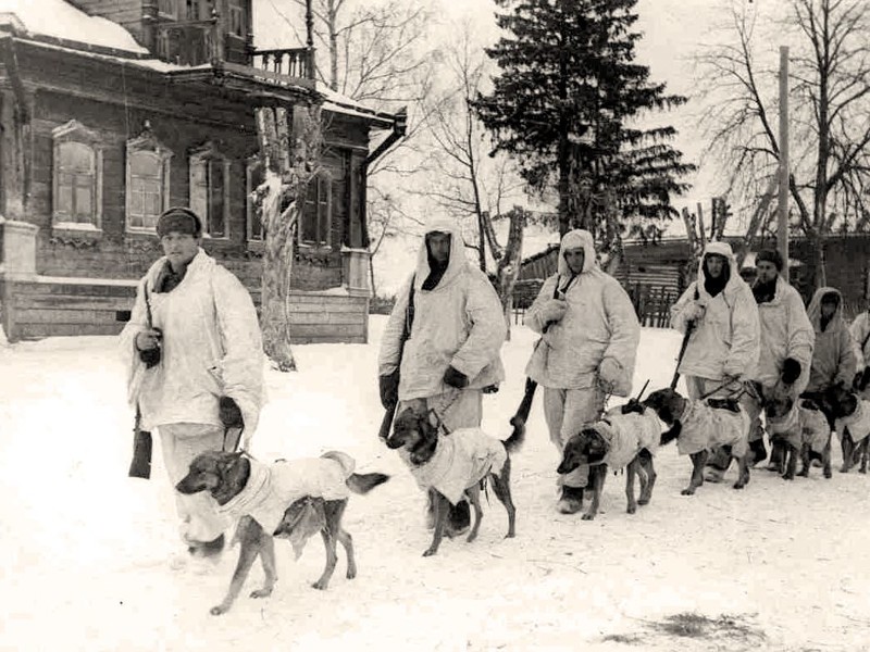 Как жилось собакам в Советском Союзе?