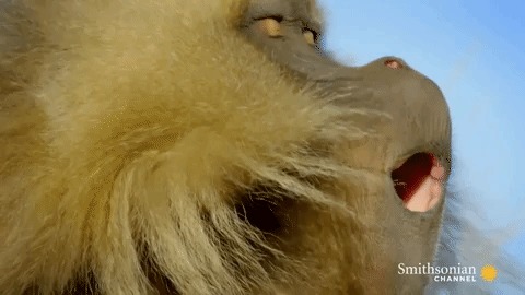 Зевок обезьяны гелады