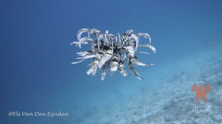 Морская лилия