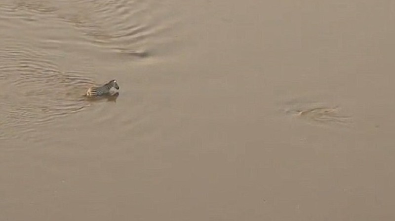 Перебираясь на другую сторону реки, зебра вовремя заметила приближающегося крокодила