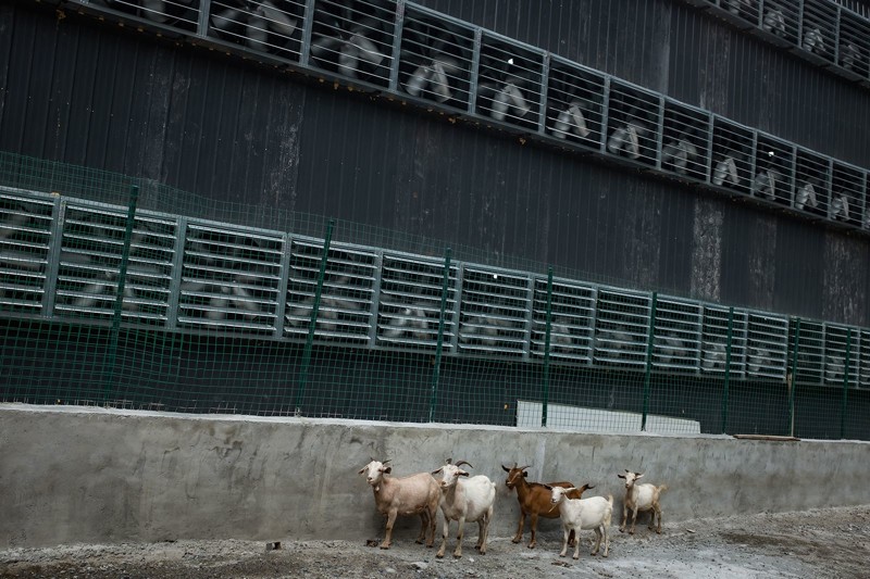 Козы из соседней деревни гуляют под вентиляторами «фермы».