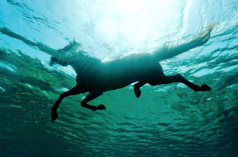 Животные, застигнутые за плаванием