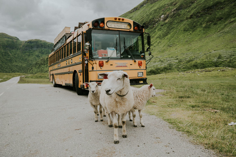 Даже овечки хотят сфотографироваться у дома на колесах 