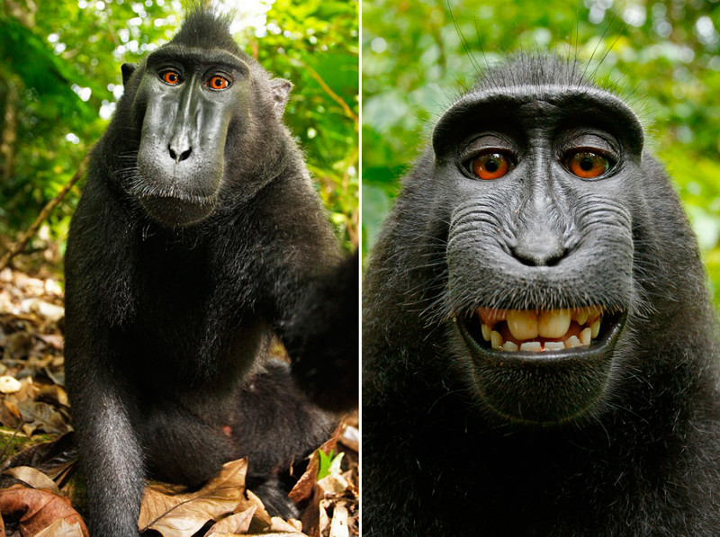 Фотограф разорился, судясь с обезьяной за авторское право