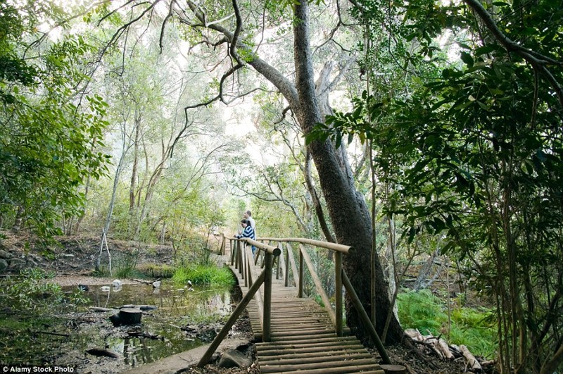 Ботанический сад Кирстенбош, ЮАР.