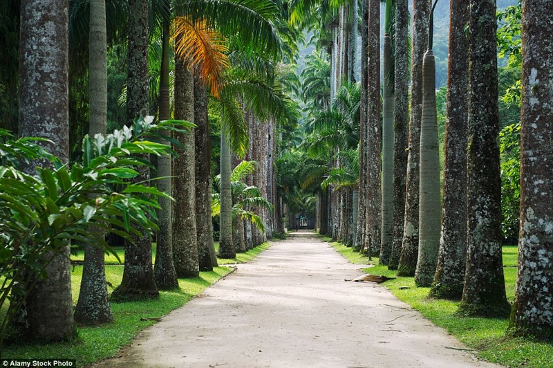Ботанический сад Рио-де-Жанейро, Бразилия.